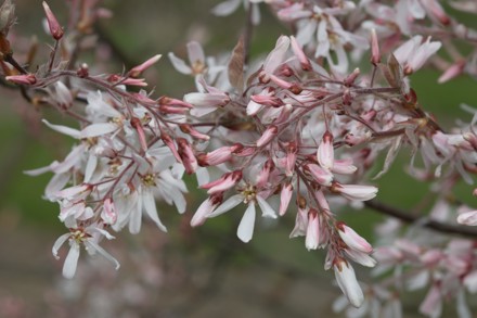 Amelanchier 'La Paloma' Credit Chris Lane.