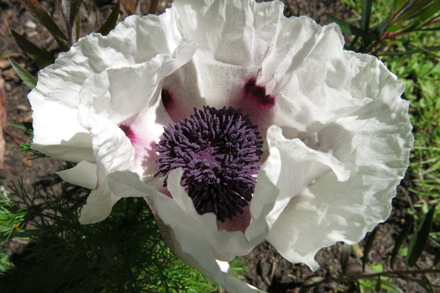 Papaver Orientale 'Royal Wedding' Cc Plant Heritage (GG)
