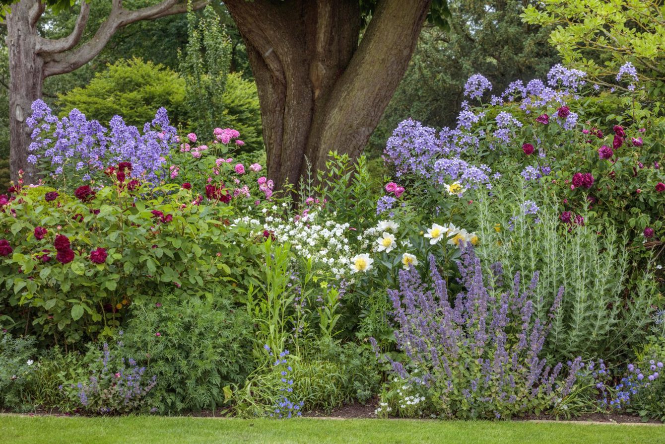 Morton Hall Roses