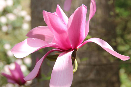 <p><em>Magnolia</em> 'Caerhays Suprise'</p>