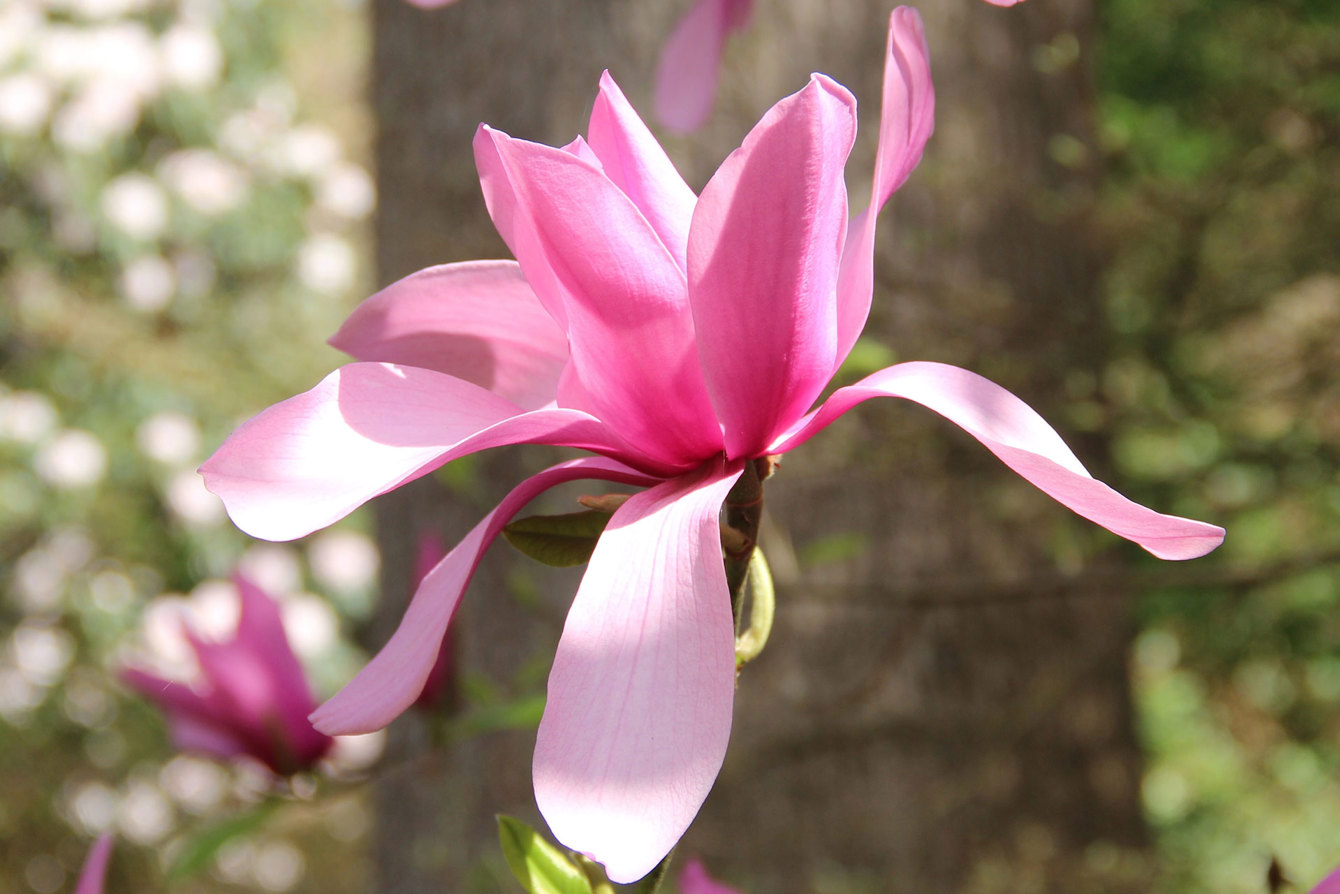 Magnolia Caerhays Suprise