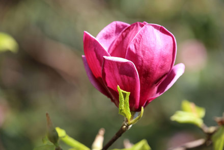 <p><em>Magnolia</em> 'Genie'</p>