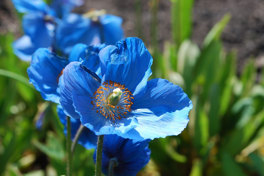 Meconopsis Mrs Jebb