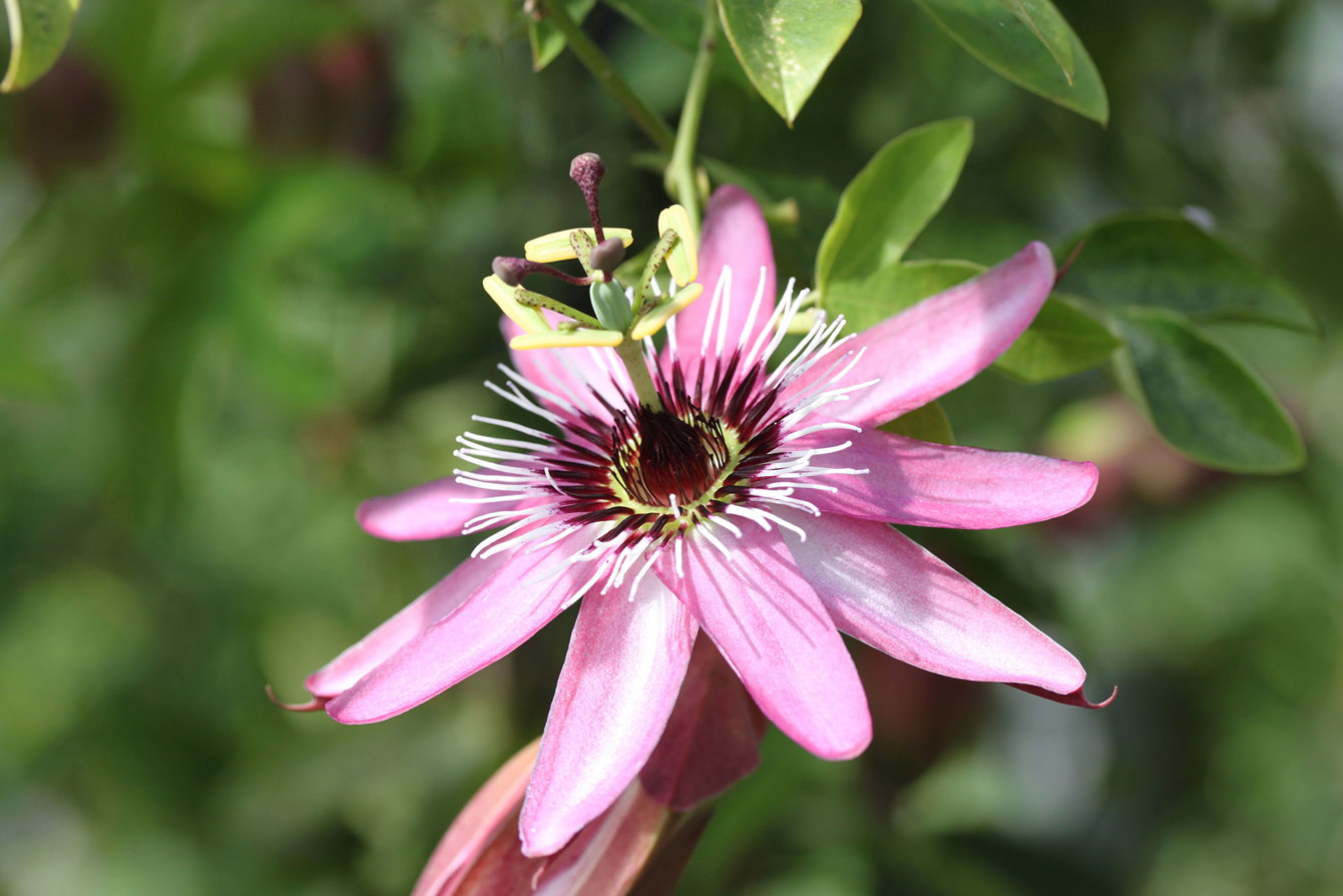 Passiflora X Violacea Victoria