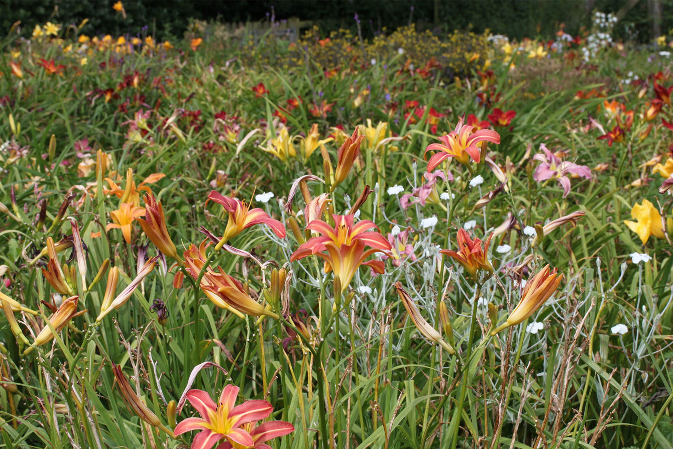 Plant Heritage 1 Hemerocallis