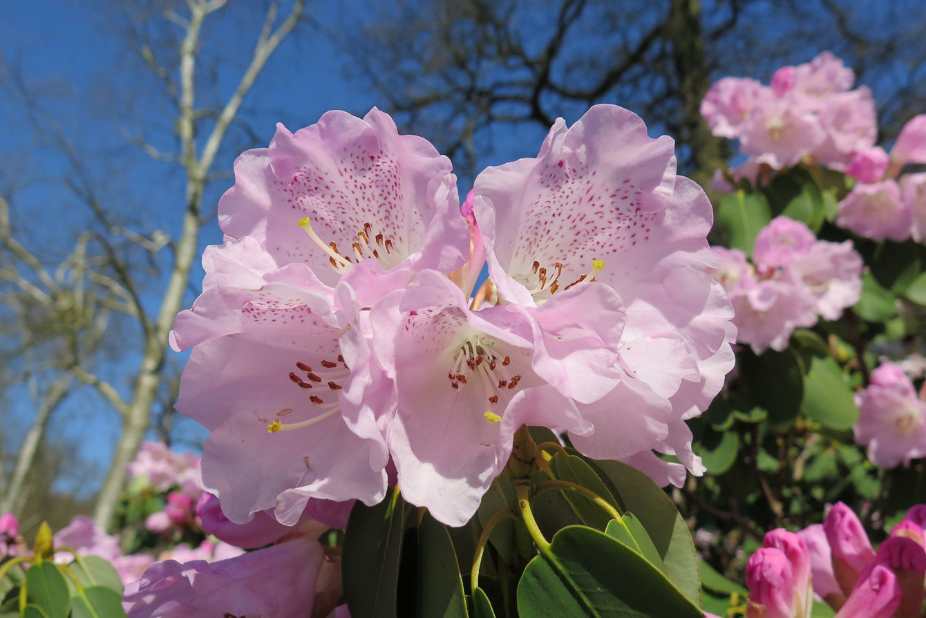Plant Heritage 2 - Rhododendron