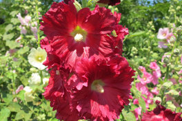 Plant Heritage 3 - red alcea