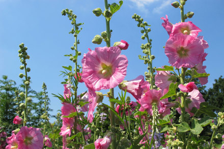 Plant Heritage 4 pink alcea