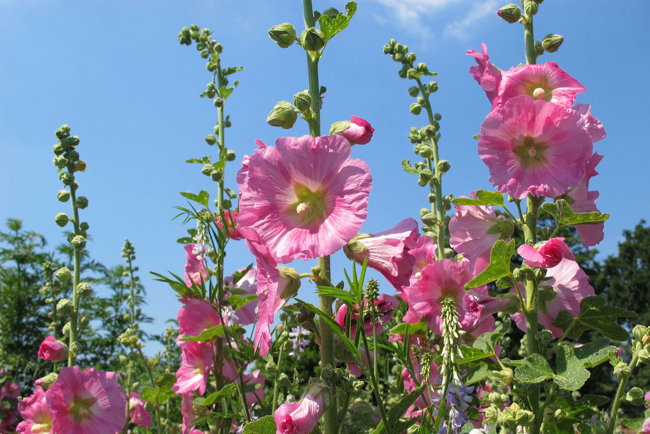 Plant Heritage 4 pink alcea