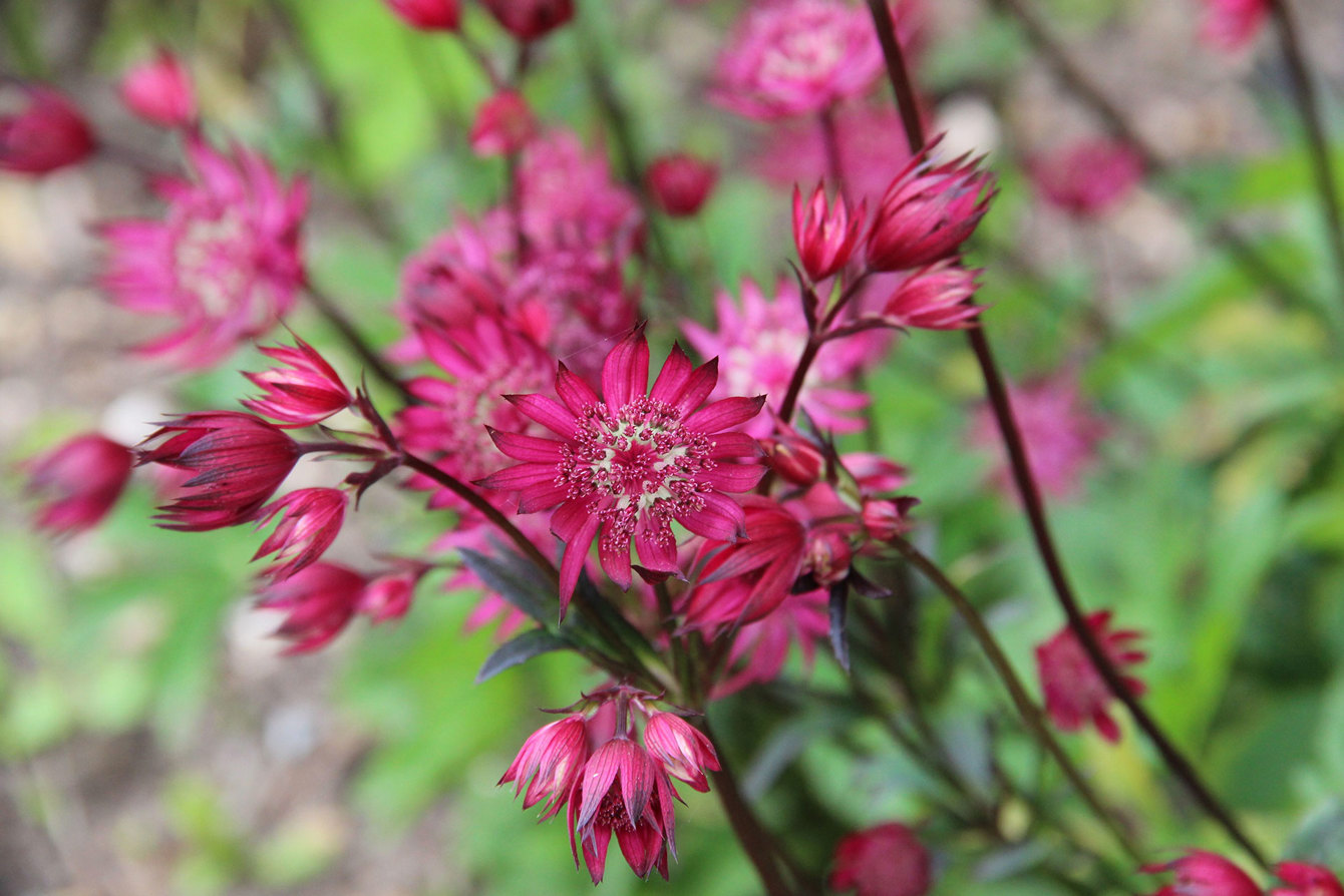 Plant Heritage 6 - astrantia