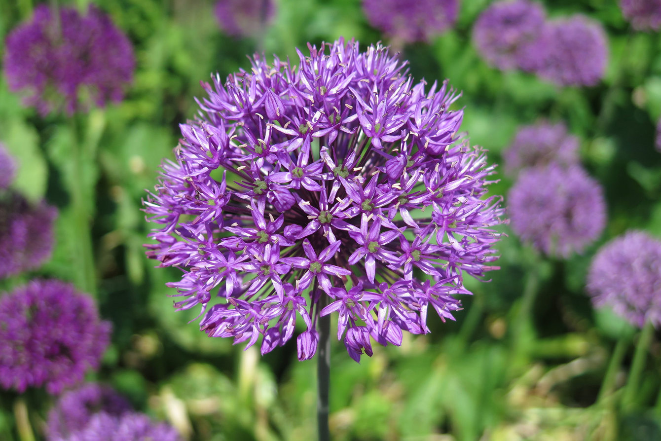 Plant Heritage 7 - allium