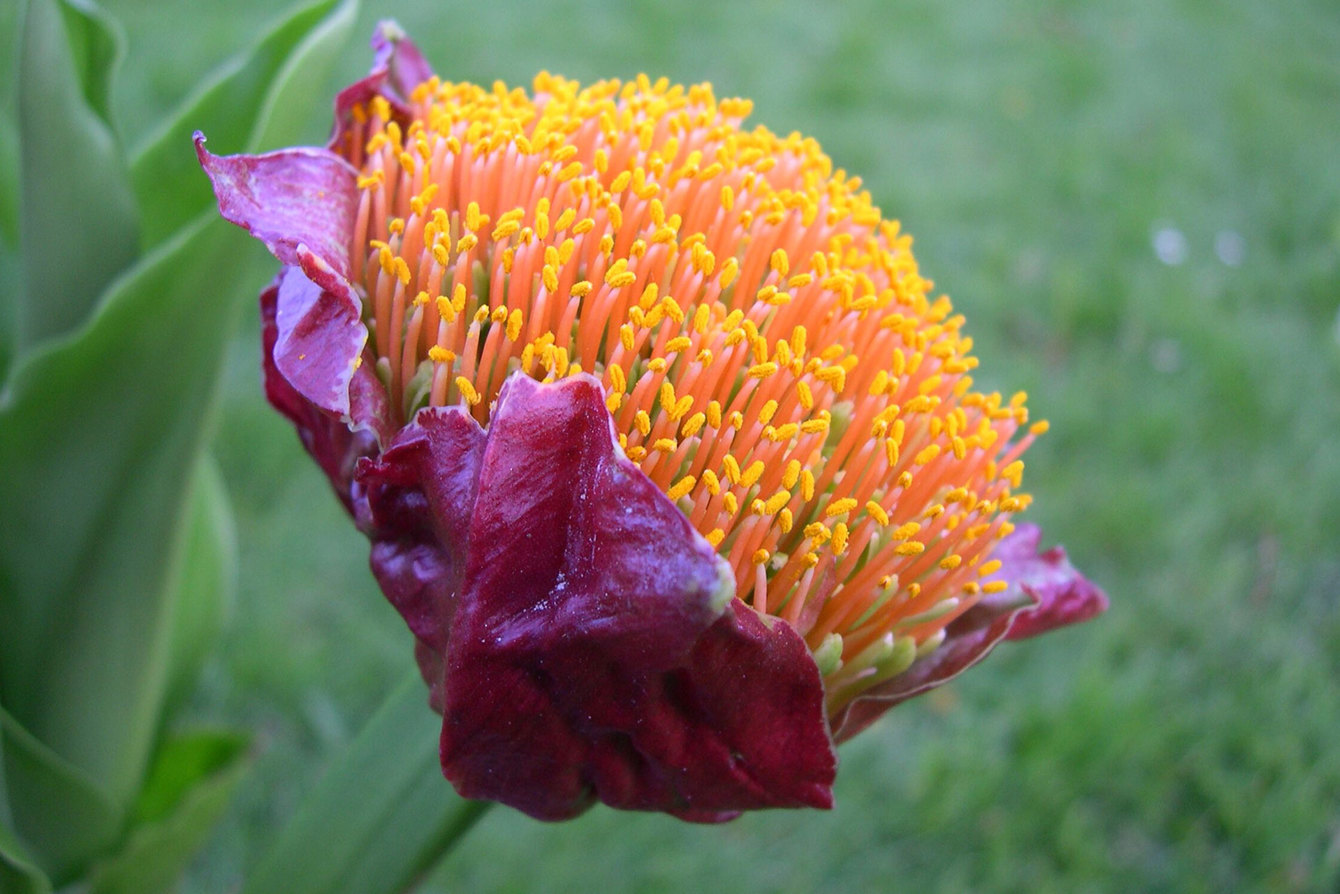 S Puniceus C Jonathan Hutchinson