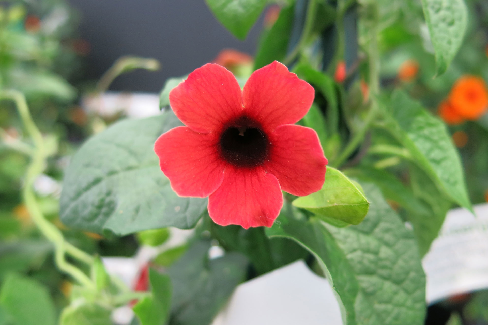 Thunbergia Dark Red