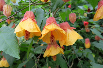 Abutilon Leila Jackson