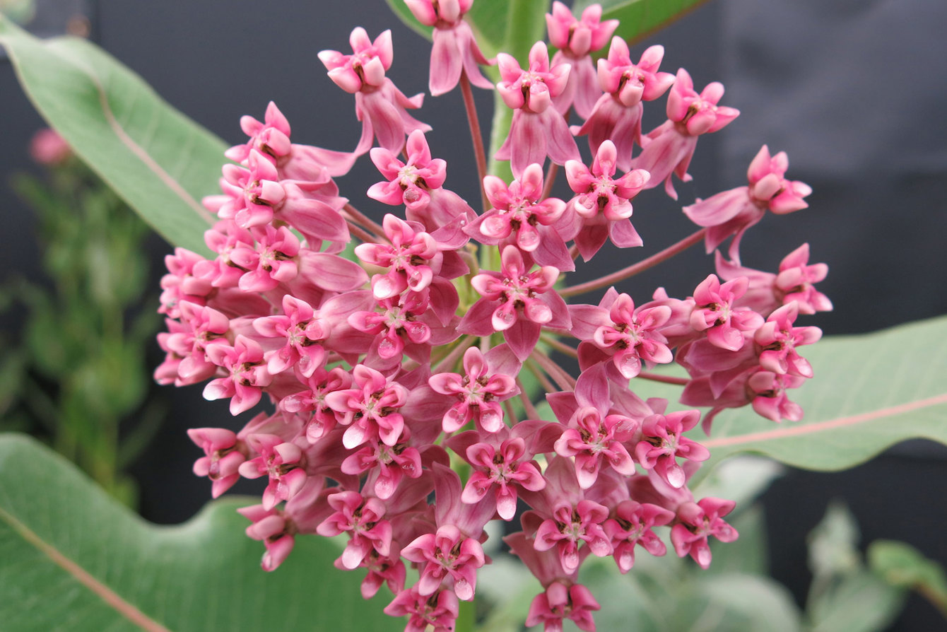 Asclepias Sullivantii