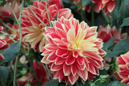 Dahlia Dutch Carnival