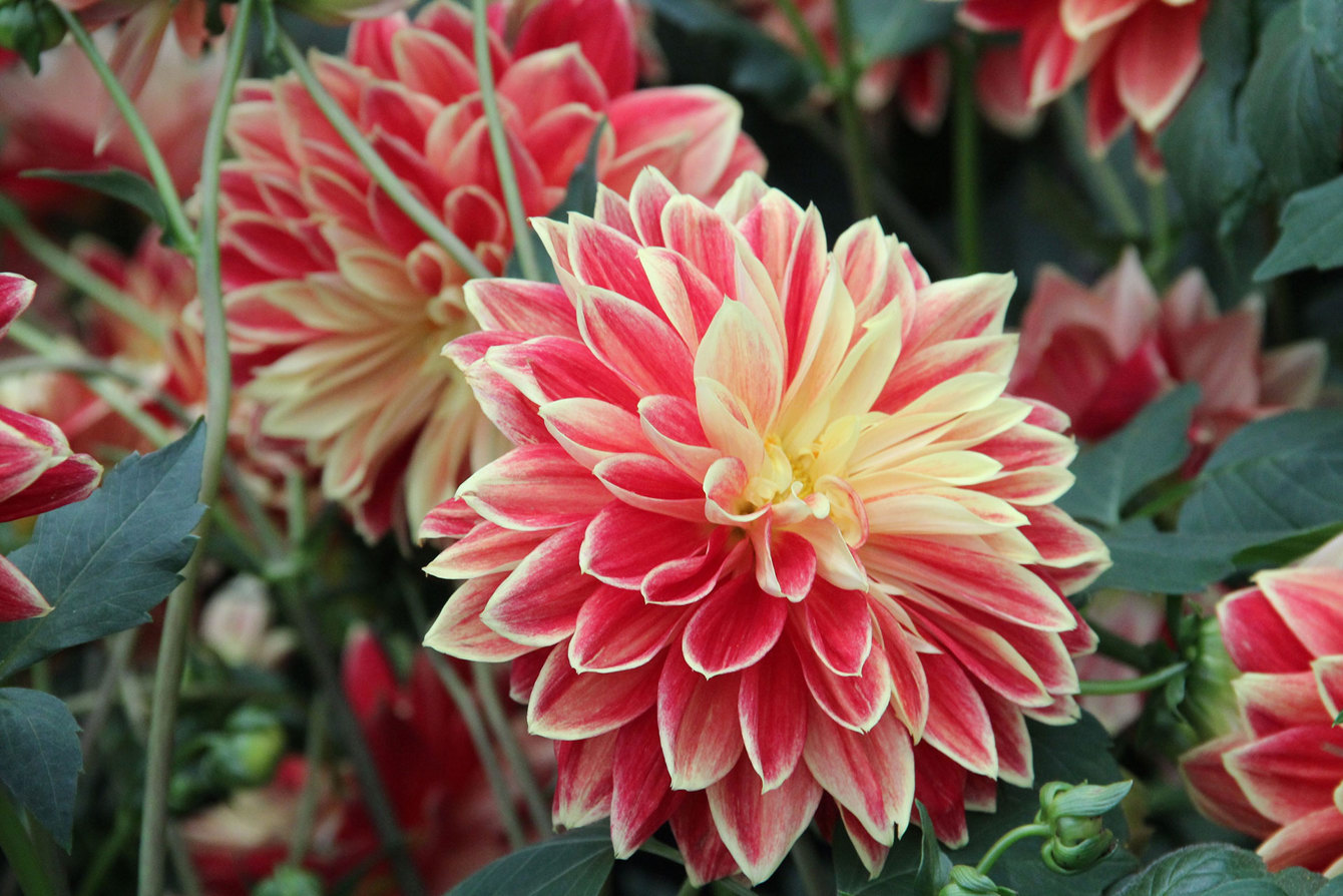 Dahlia Dutch Carnival