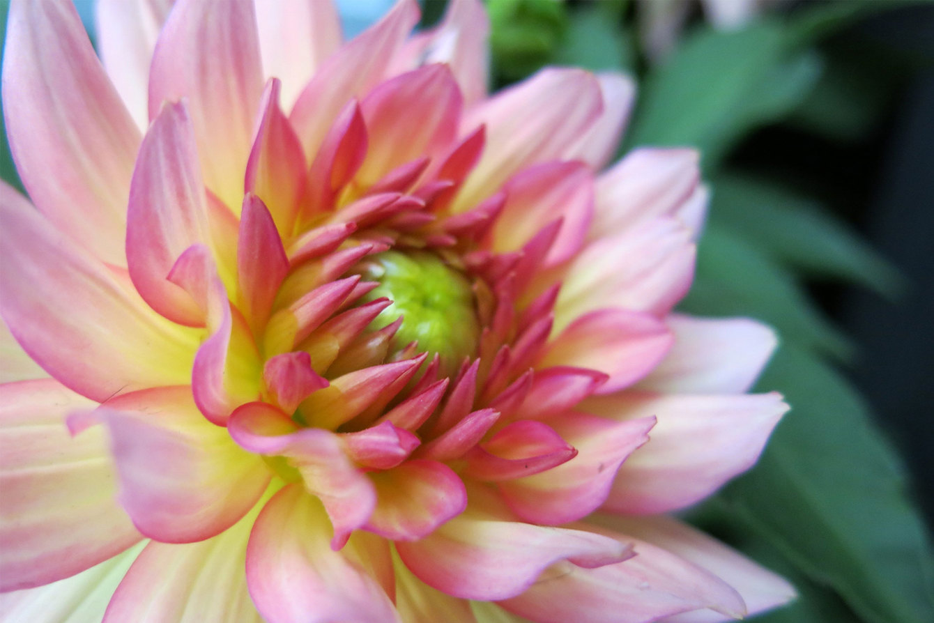 Dahlia Gallery Pablo