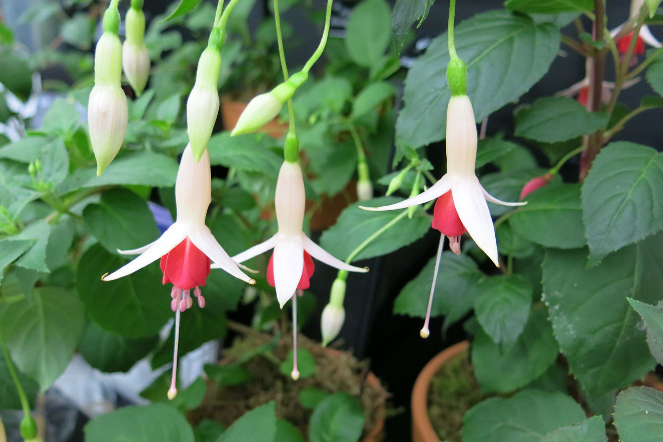 Fuchsia Mrs Grant