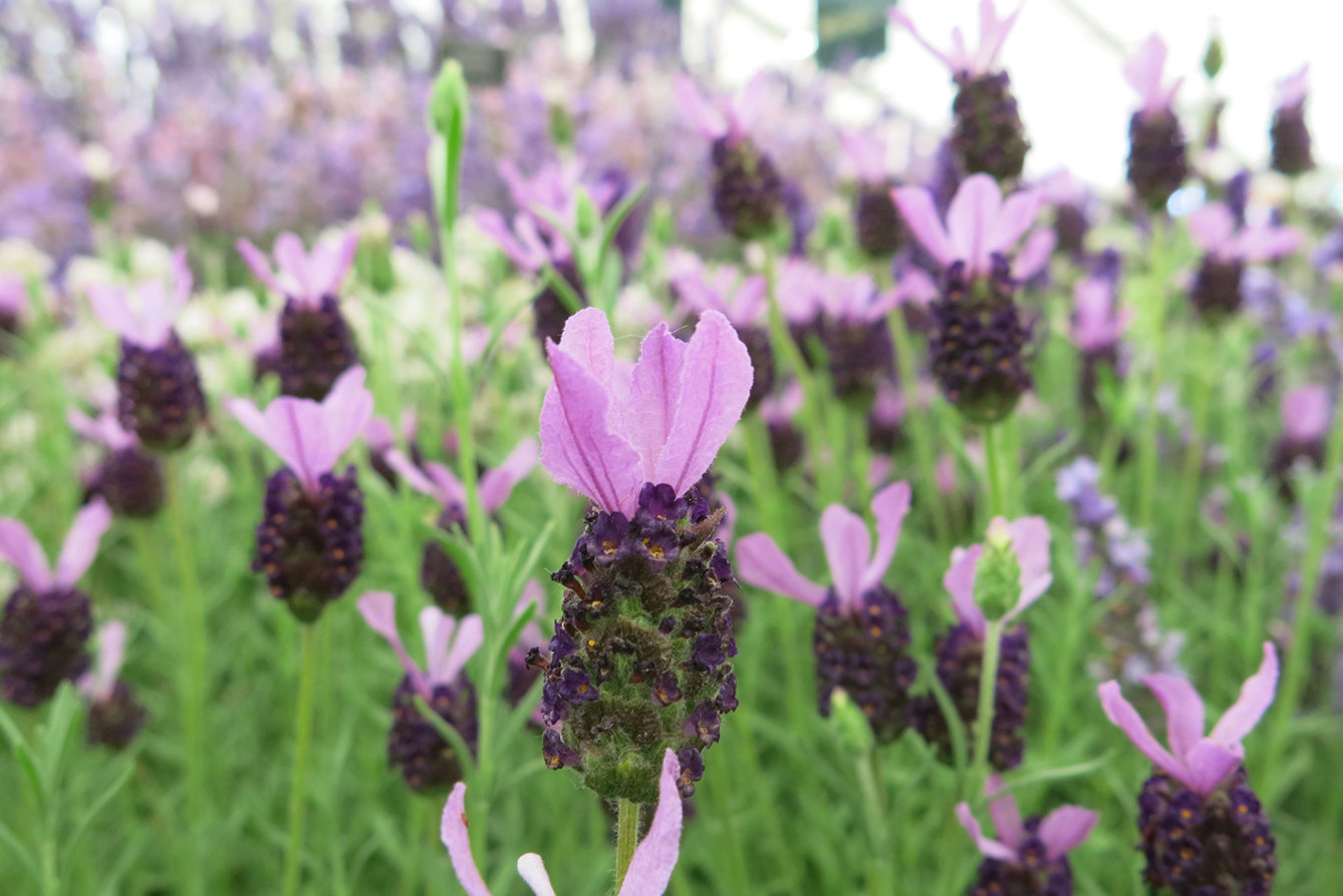 Lavandula Fathead