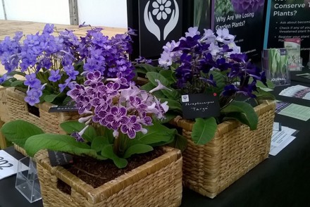 <p><em>Streptocarpus</em> Display at RHS Malvern</p>