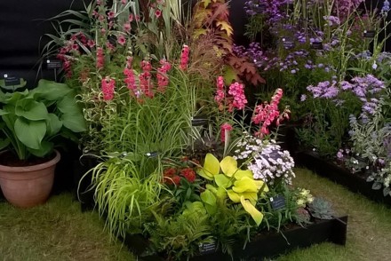 <p>Part of our <strong>Gold Medal </strong>winning display at RHS Malvern Autumn Show.</p>