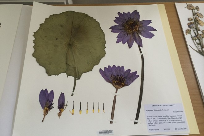 Nymphaea herbarium sheet