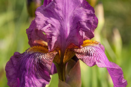 Benton Evora IMG 6822 Edit Copyright C Dawson