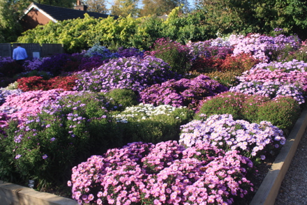 <p><em>Aster</em><span> &amp; </span>related genera<span> (autumn flowering)</span> National Collection At Picton Gardens, Worcestershire</p>