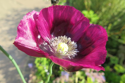 Papaver Laurens Grape