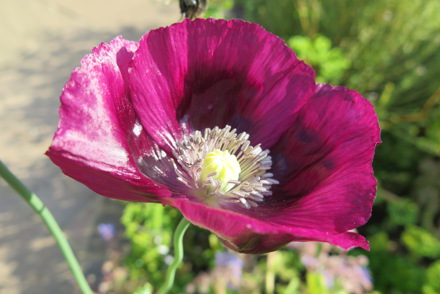 Plant Heritage highlights a further ten pollinator friendly plant groups missing from National Collections