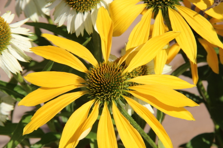 Echinacea Meteor Yellow