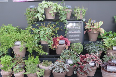 Display of Peperomia