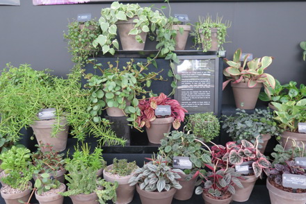 Plant Heritage highlights Peperomia at RHS Chatsworth Flower Show 5-9 June