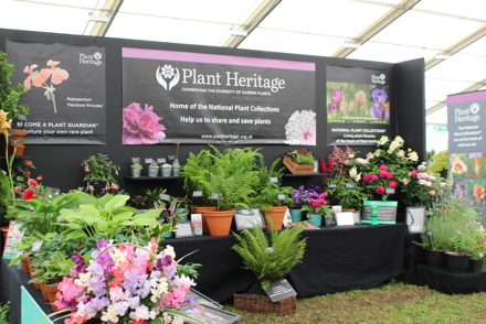Plant Heritage showcases fascinating plant collections at RHS Hampton Court Palace Garden Festival  2-7July 2019