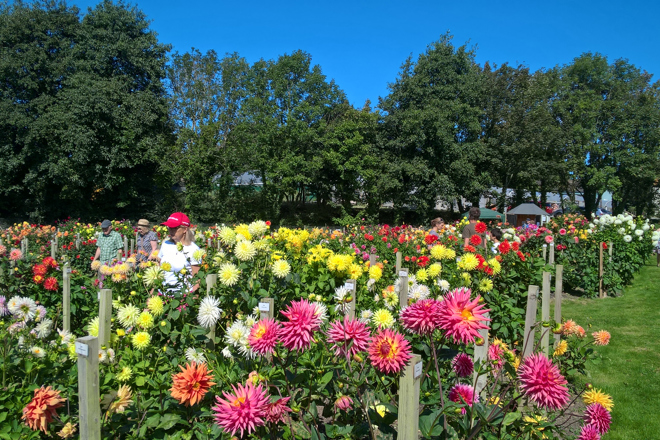 Dahlia National Collection, Near Penzance, Cornwall