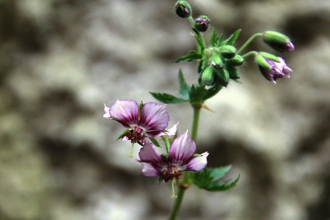 Geranium phaeum 'David Bromley'