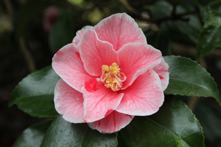 Camellia japonica 'Tricolor', From Collection at NT Antony House