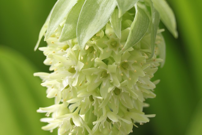 Eucomis bicolor 'Alba' from Collection at NT Hardwick Hall