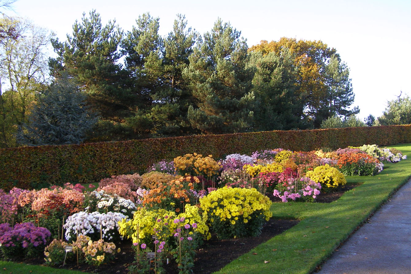 Hardy Chrysanthemum border, Temple Newsam garden, Leeds