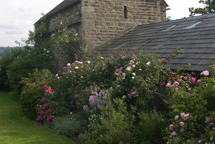 <p>Roses in the herbaceous border at Dutton Hall</p>