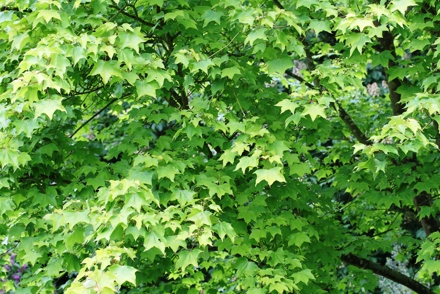 <p>National Collection of <em>Acer</em> at Westonbirt: <em>Acer</em> <em>cappadocium</em> 'Aureum'</p>