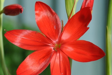 <p>National Collection of<em> Hesperantha coccinea</em>, held by D&amp;P Ross<em>:</em> <em>Hesperantha coccinea </em>'Cindy Towe'</p>