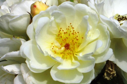 <p>National Collection of <em>Rosa (</em>Rambling), held by Mr Robinson - <em>Rosa</em> 'Aviateur Bleriot'</p>