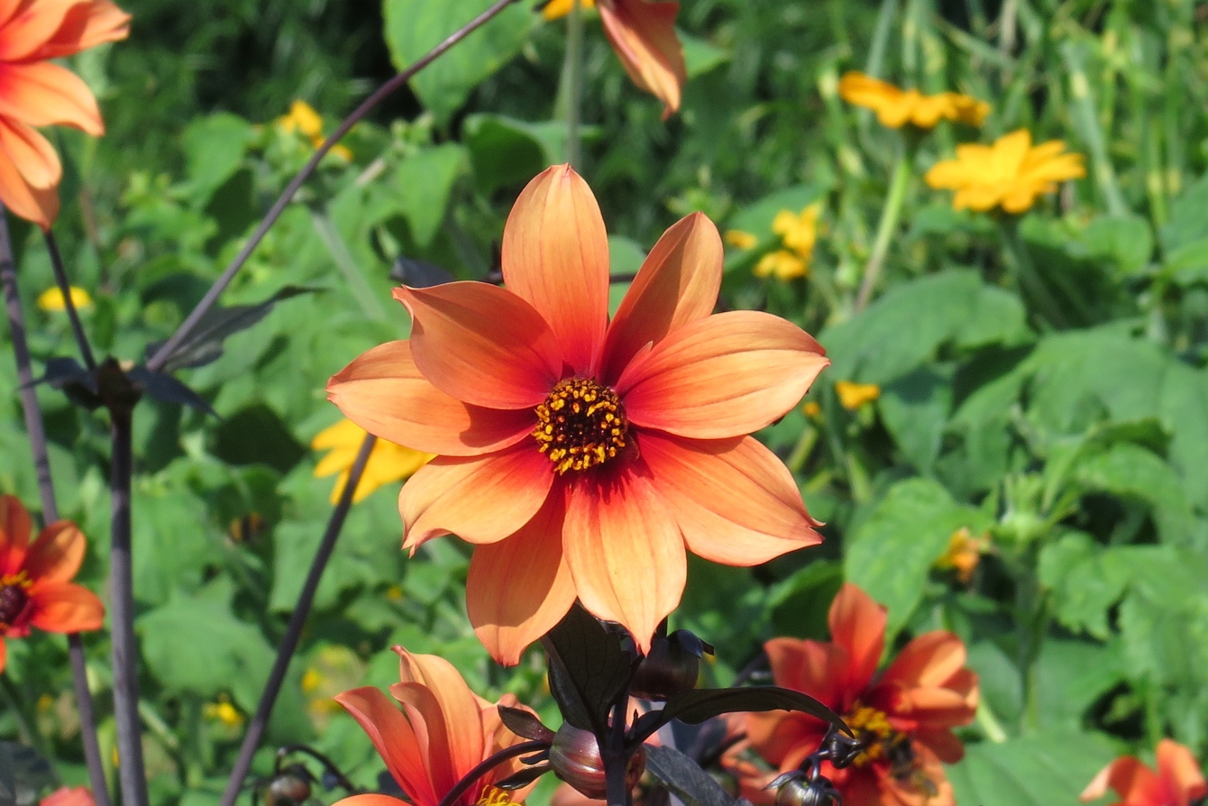 Dahlia 'Orange Pathfinder'