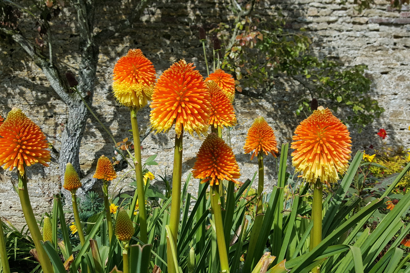 Kniphofia