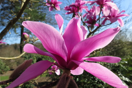 <p>National Plant Collection at Savill & Valley Gardens: <em>Magnolia</em> 'Ruth'</p>