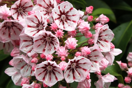 <p>National Plant Collection of <em>Kalmia</em> at Squires Garden Centre in Milford: <em>Kalmia latifolia</em> 'Peppermint'</p>