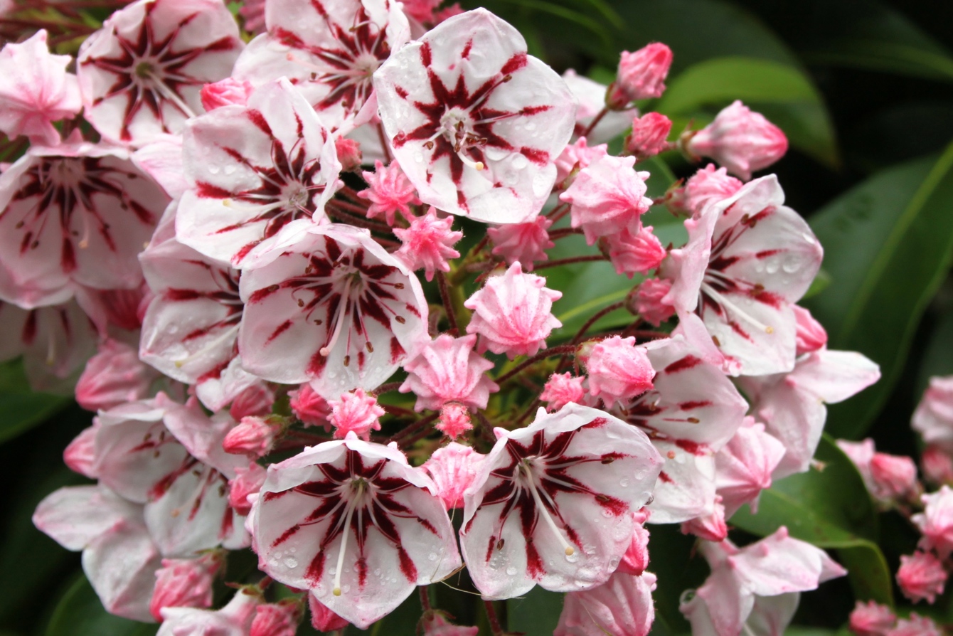 Kalmia Latifolia 'Peppermint'