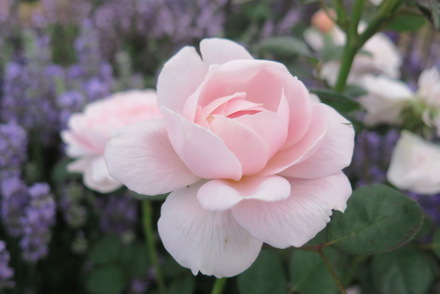 <p><em>Rosa</em> 'Queen of Sweden'</p>